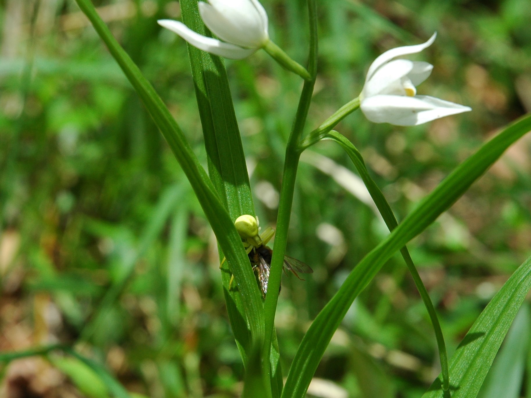 Misumena vatia